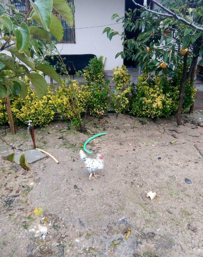 temiz sort yaponka xoruz toyuq satiram fere yumurtlayir.15dene 1hefte