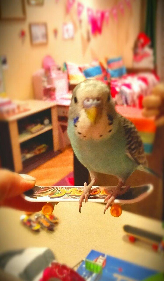 Скейтборды для попугайчиков
Маленький 3 азн
Большой 10 азн