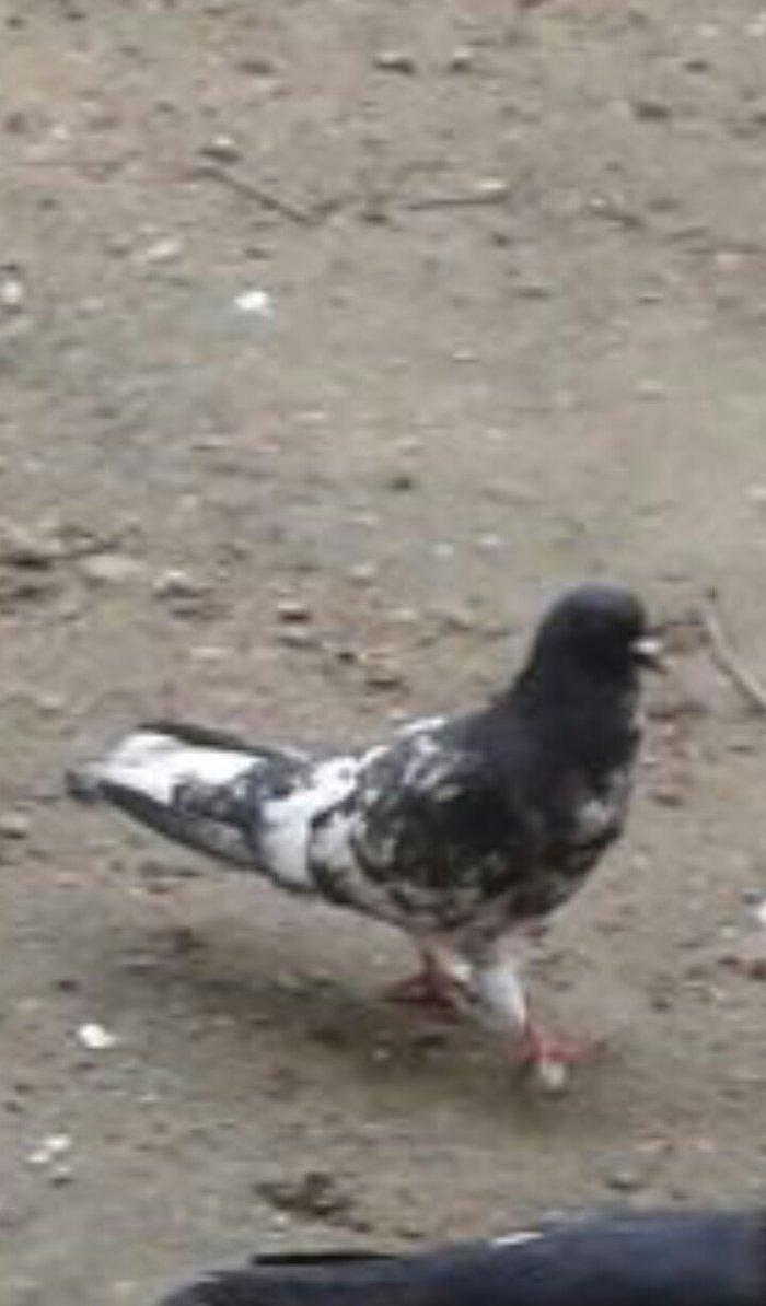 Salam ... Qara baw erkey satilir Tam saglamdi 16 tuk olmalidi 15 i usd