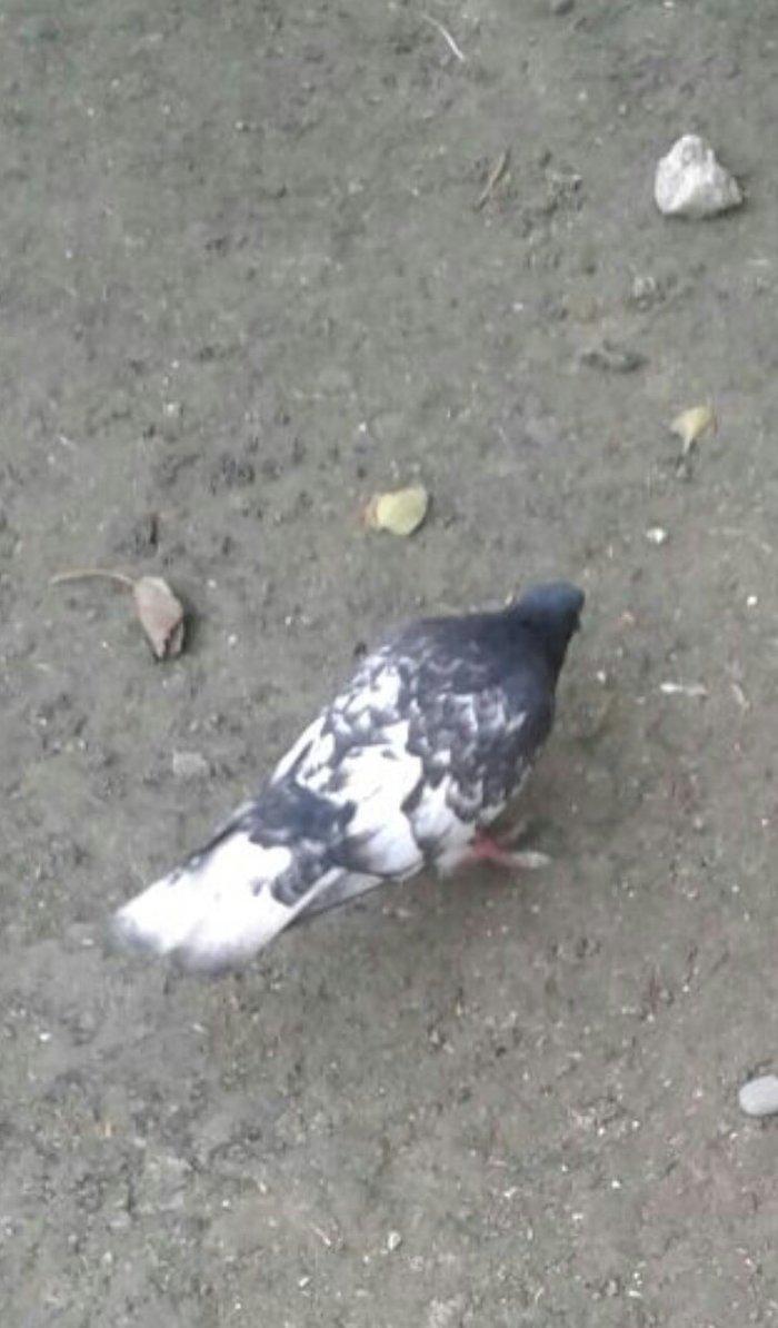 Salam ... Qara baw erkey satilir Tam saglamdi 16 tuk olmalidi 15 i usd