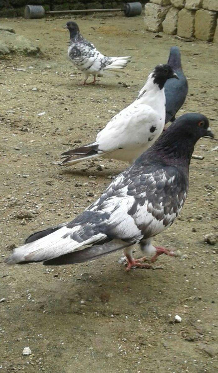 Salam ... Qara baw erkey satilir Tam saglamdi 16 tuk olmalidi 15 i usd