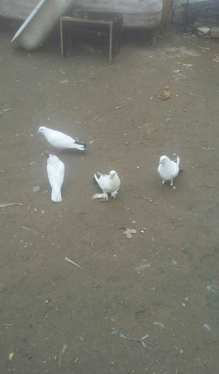 4gorcin satilir ax qirmizi qurux bidene qirmizi baw bidene desde qaraq