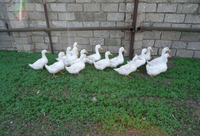 Temiz kuban sortu ordekler. 12 eded,unvan ;bine qes