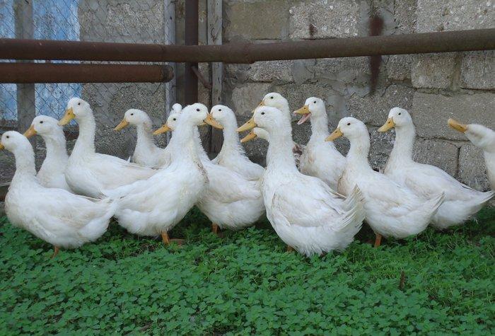 Temiz kuban sortu ordekler. 12 eded,unvan ;bine qes