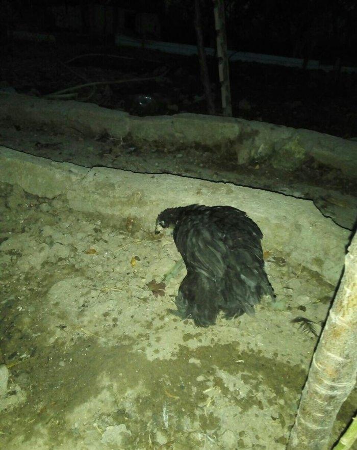 Heyrati 40 azn saglam brama temiz qan saglam 15 azn ucuz satiram