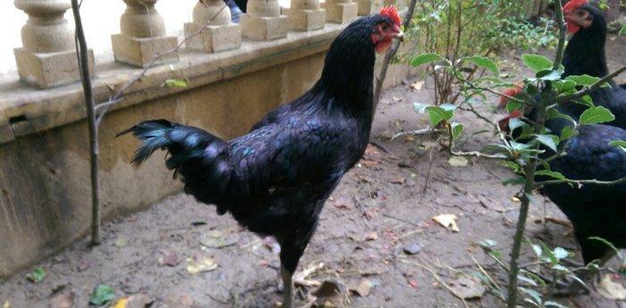 Saf qan Australorp beçeleri 4 ayliqdilar. Temiz cins, tam saglamdilar.