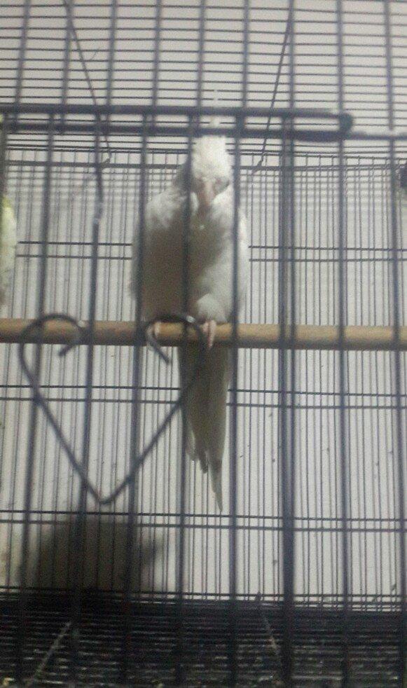 Korella papuqay tam hazir maya 1il qara gozlu erkeyi ucub deye satiram