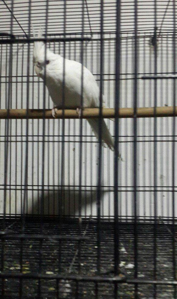 Korella papuqay tam hazir maya 1il qara gozlu erkeyi ucub deye satiram