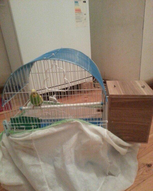 1 yaş yarımlıq dişi papuqay satilir qəfəsi ve yuvasi ile bir yerde. 1