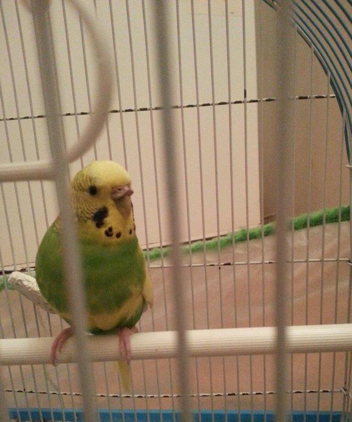 Salam il yarimliq hazir mayadi 1 defe cutde olub erkeyi ucub gedib dey