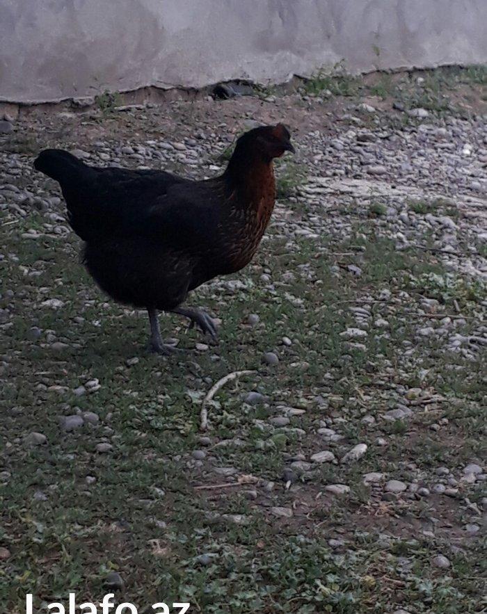 Avstrolop (austrolop)
en cox yumurta veren hem cox sakit qeseng gorun