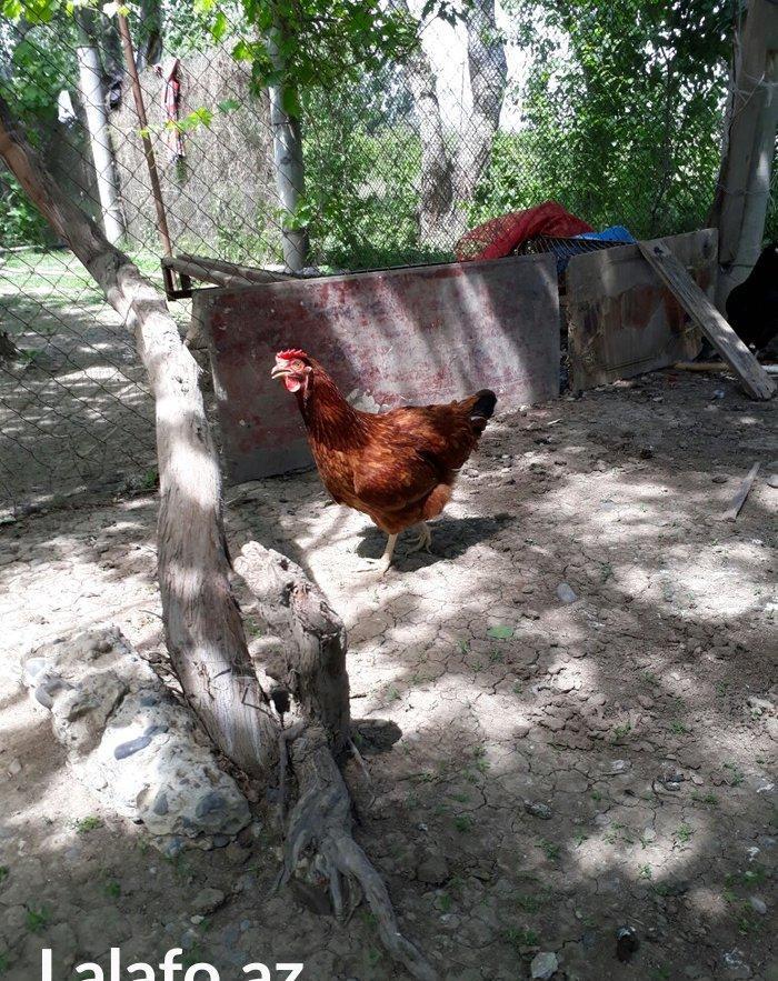 Avstrolop (austrolop)
en cox yumurta veren hem cox sakit qeseng gorun