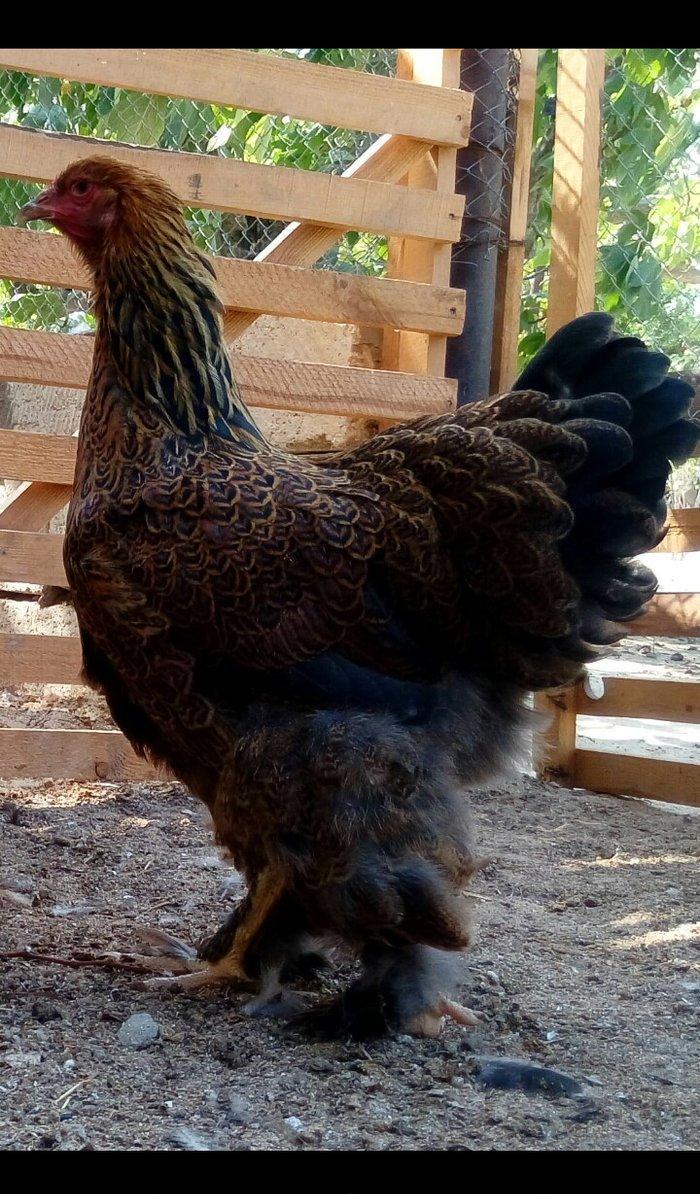 Brama dark temiz qan mayali brama qold temiz qan mayali heyvanlarin y