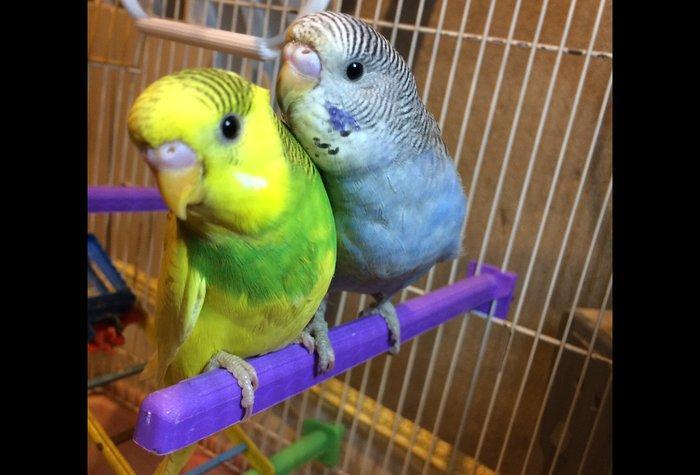 Papuqaylar satıram. Sarılı yaşıl erkek, göy dişidir. İri