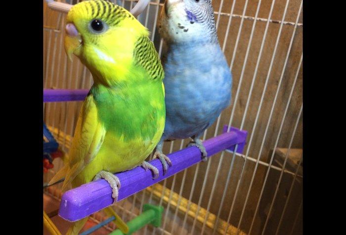 Papuqaylar satıram. Sarılı yaşıl erkek, göy dişidir. İri