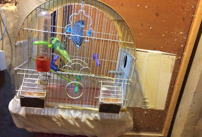 Papuqaylar satıram. Sarılı yaşıl erkek, göy dişidir. İri