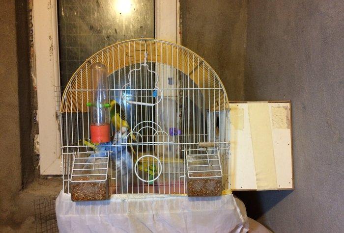 Papuqaylar satıram. Sarılı yaşıl erkek, göy dişidir. İri