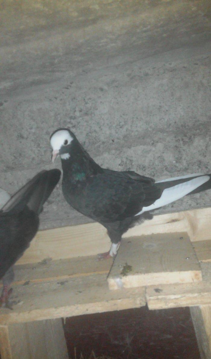 Komur qara ag quyruq hazir cutdu agbas ag qanad mayadi quwlar