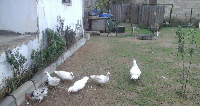 lal ordek satiram ag rengde 4 disi 1 erkey esil damazliq saxlamaliqdia