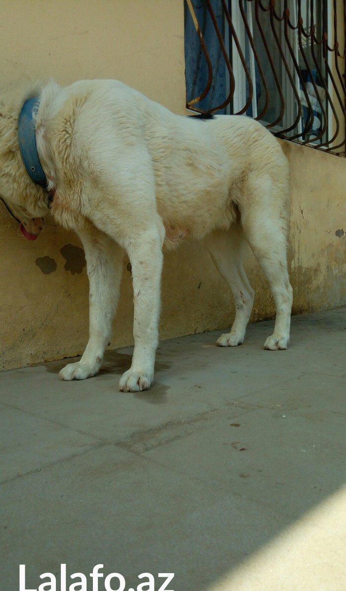 Erkey it satilir iri sumuyludur. 1 ili 27. 07. 2017. Tamam okur.Barter