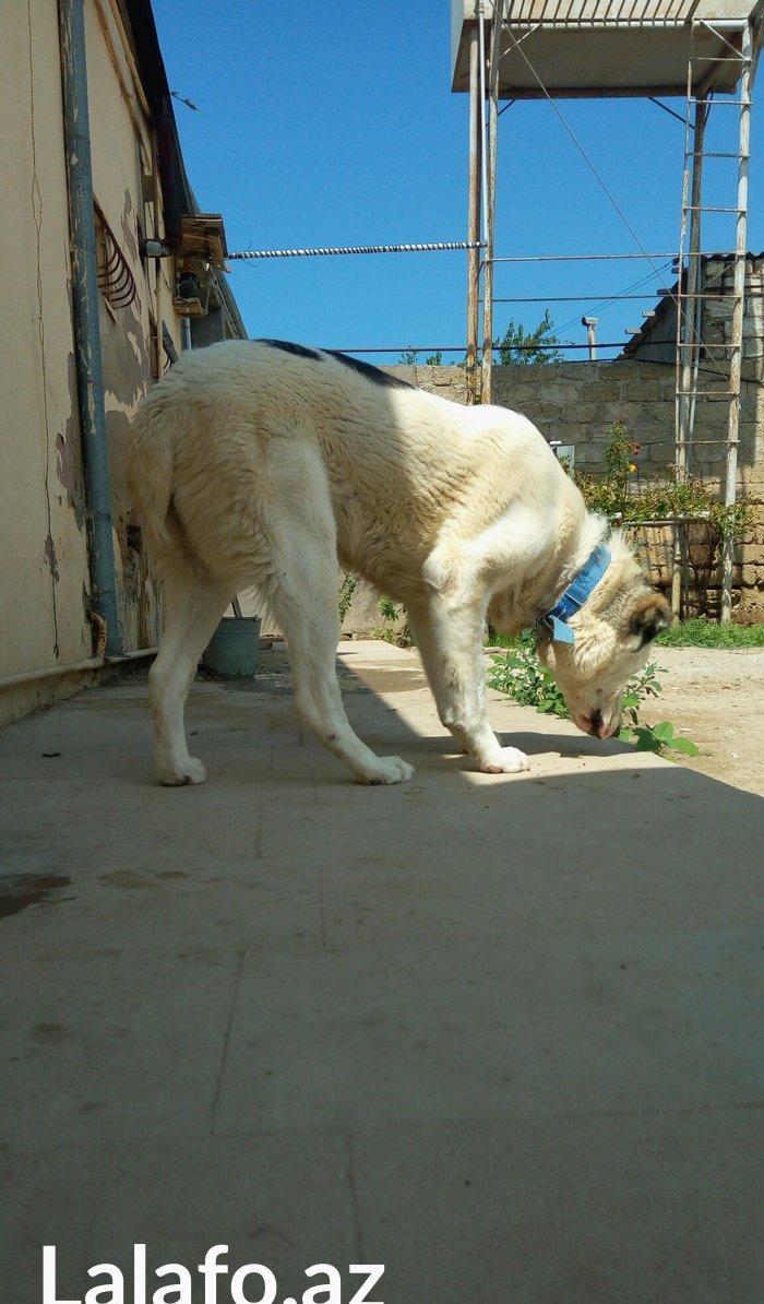 Erkey it satilir iri sumuyludur. 1 ili 27. 07. 2017. Tamam okur.Barter