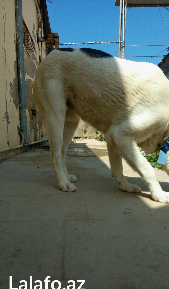 Erkey it satilir iri sumuyludur. 1 ili 27. 07. 2017. Tamam okur.Barter