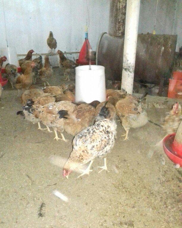 Salam binə qəsəbəsində xoruz və yumurtlayan toyuq satıram. Heyvanlar 8