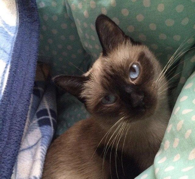 Siamski pi**** 2 yaşı var çantası tualeti yemeyi herşey üstünde yaxşı e