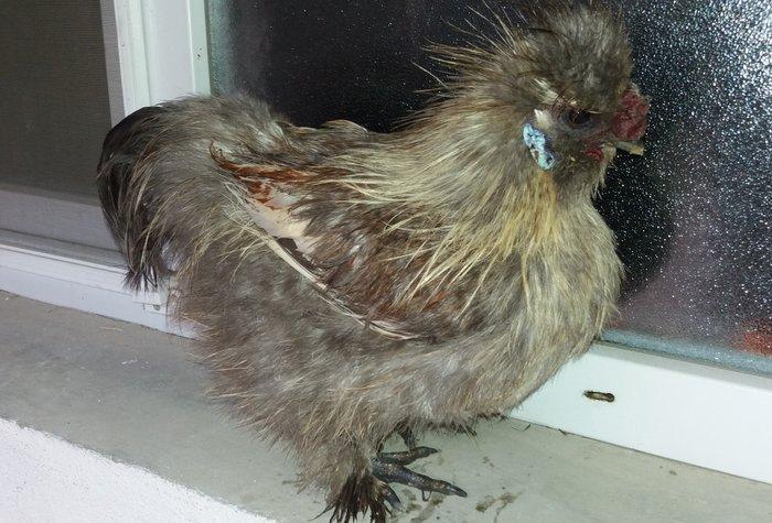 7 aylig tam saglam qizgin xoruzdular real aliciya endirim olar.qiymet