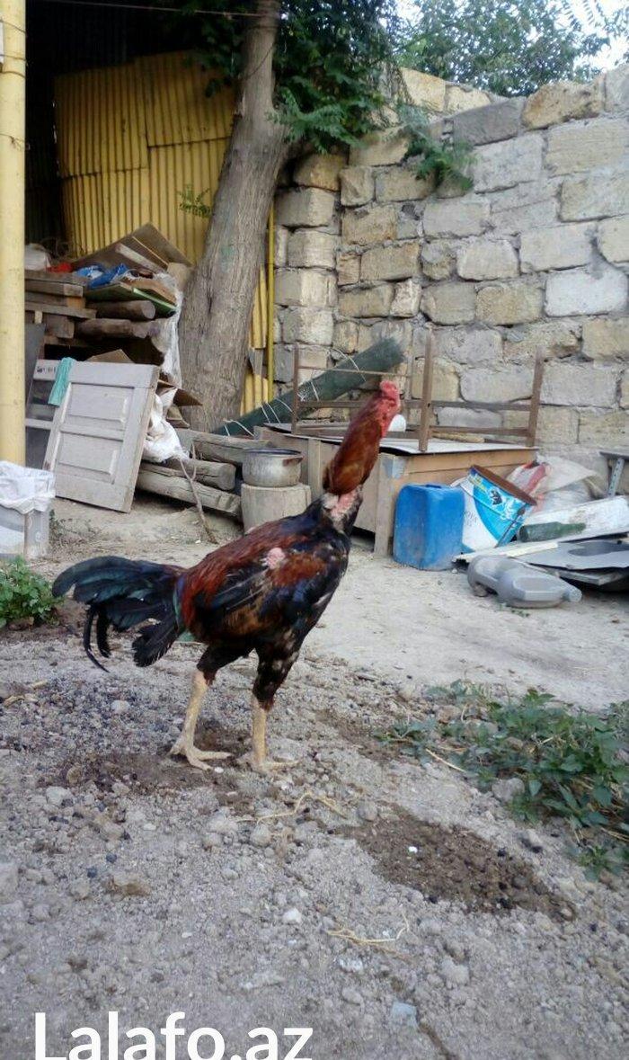 Heyrati tac pipiy. 11 ayligdi. Cutu 350azn. Temiz barama ilə barter ed