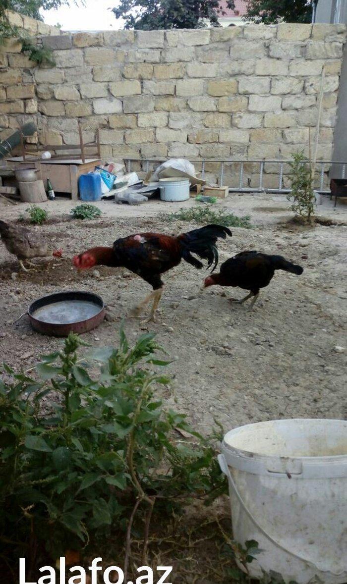 Heyrati tac pipiy. 11 ayligdi. Cutu 350azn. Temiz barama ilə barter ed