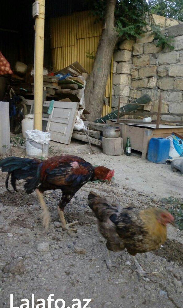 Heyrati tac pipiy. 11 ayligdi. Cutu 350azn. Temiz barama ilə barter ed