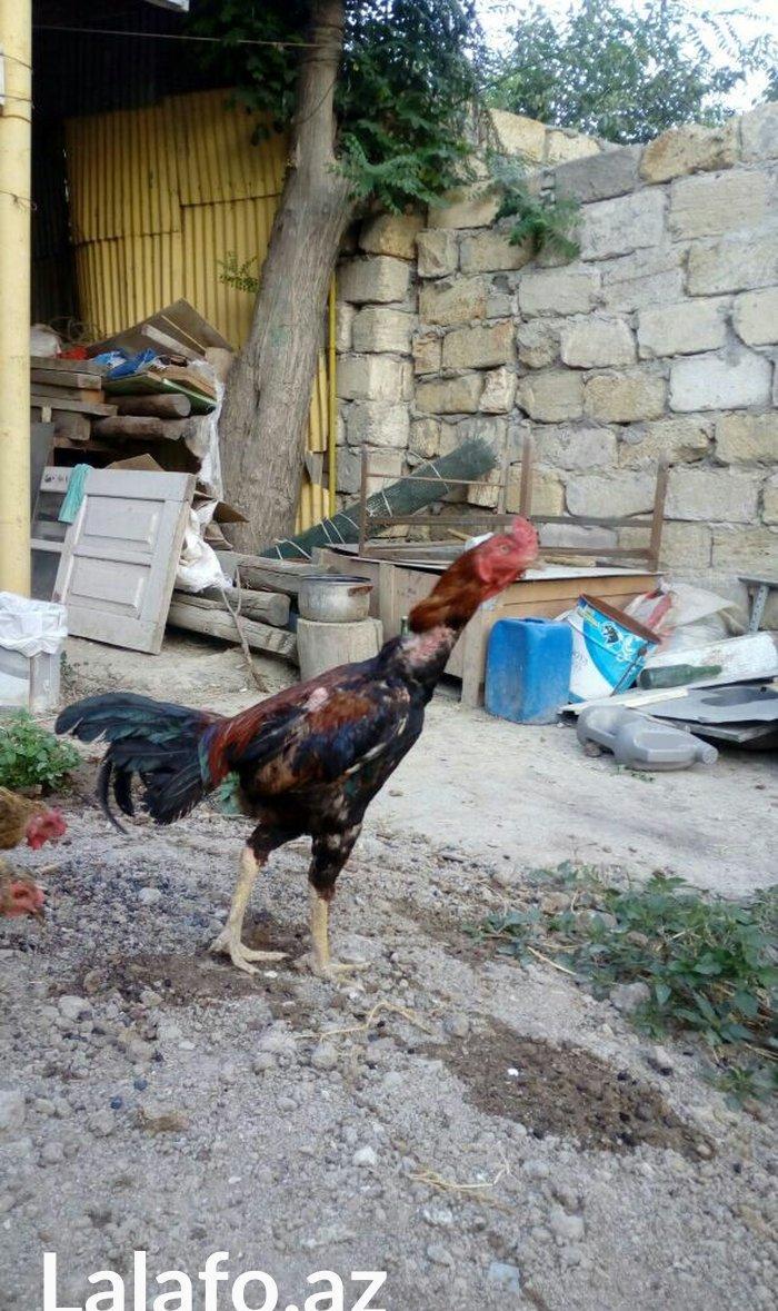 Heyrati tac pipiy. 11 ayligdi. Cutu 350azn. Temiz barama ilə barter ed