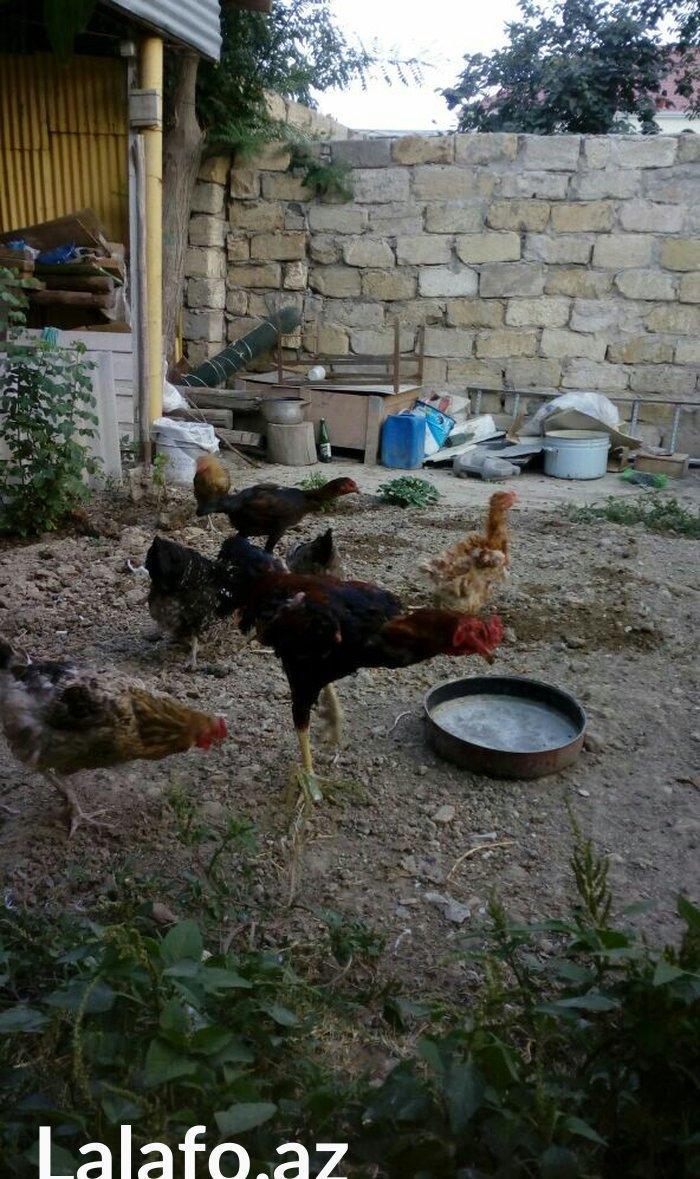 Heyrati tac pipiy. 11 ayligdi. Cutu 350azn. Temiz barama ilə barter ed