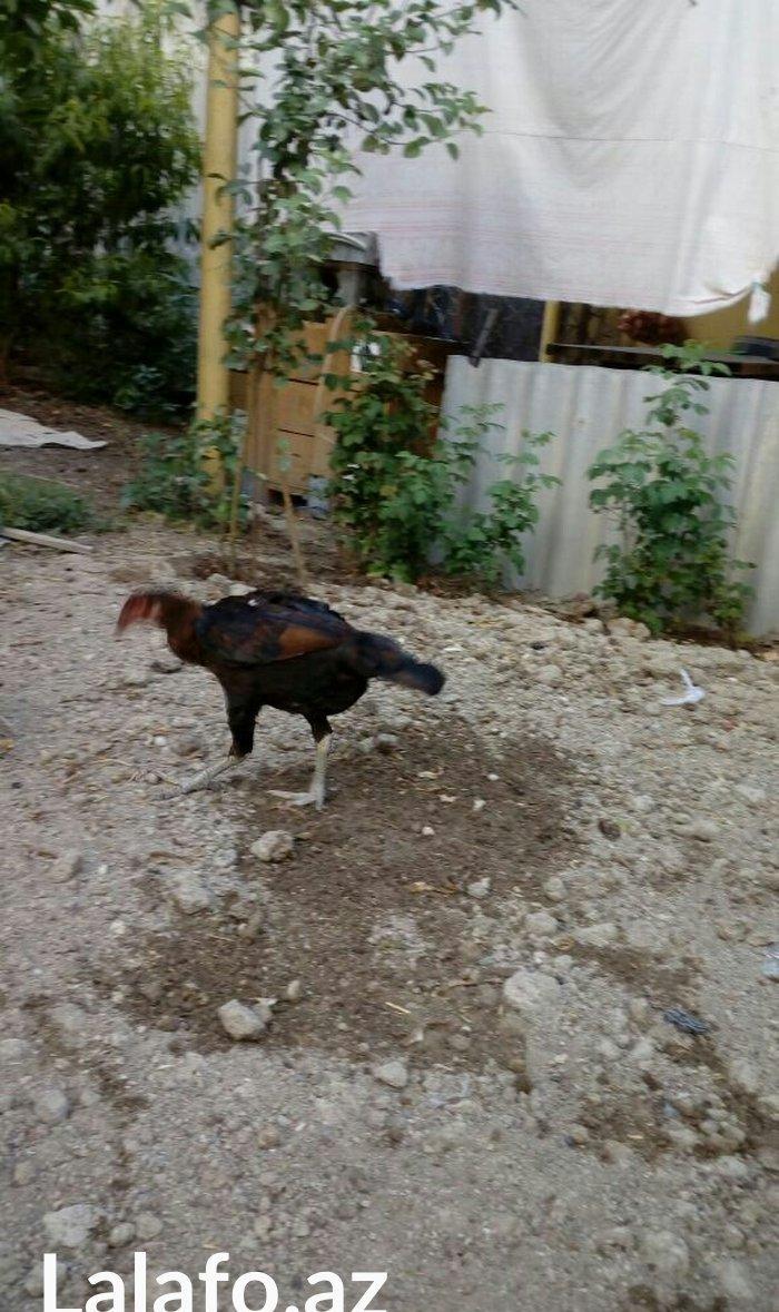 Heyrati tac pipiy. 11 ayligdi. Cutu 350azn. Temiz barama ilə barter ed