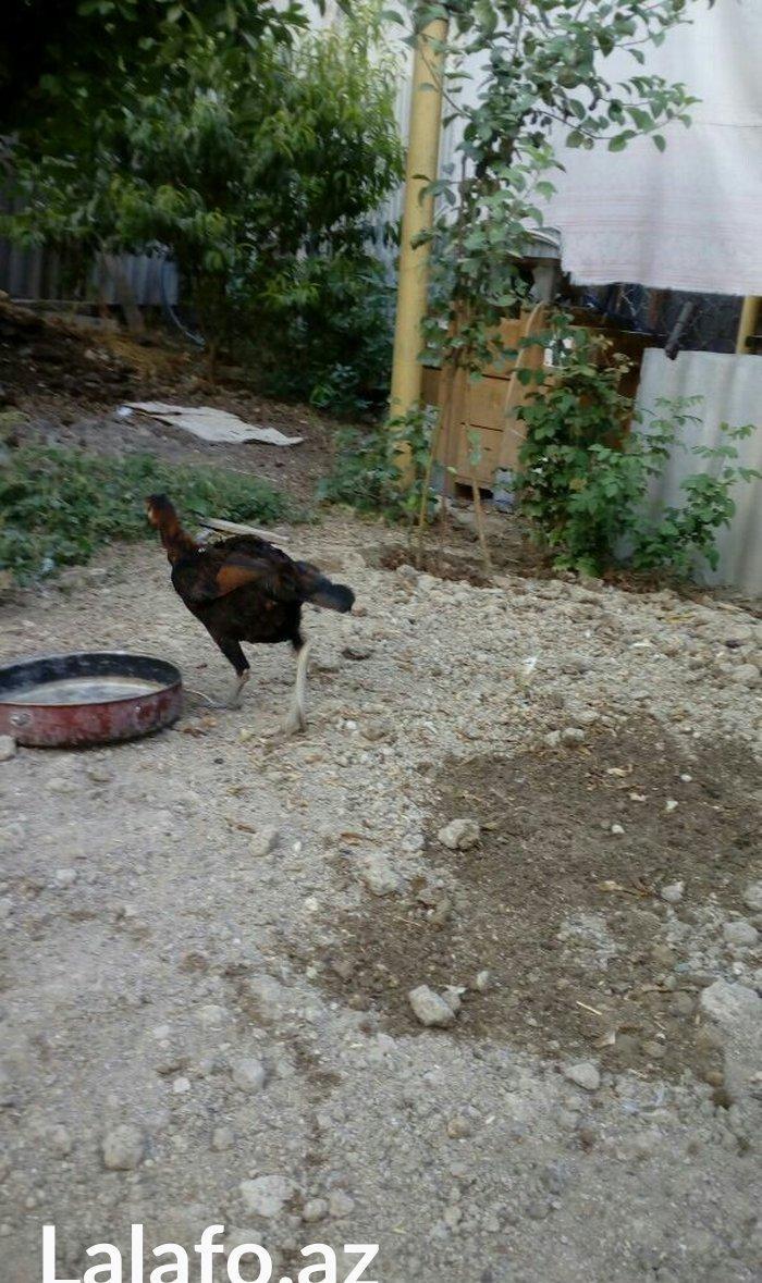 Heyrati tac pipiy. 11 ayligdi. Cutu 350azn. Temiz barama ilə barter ed