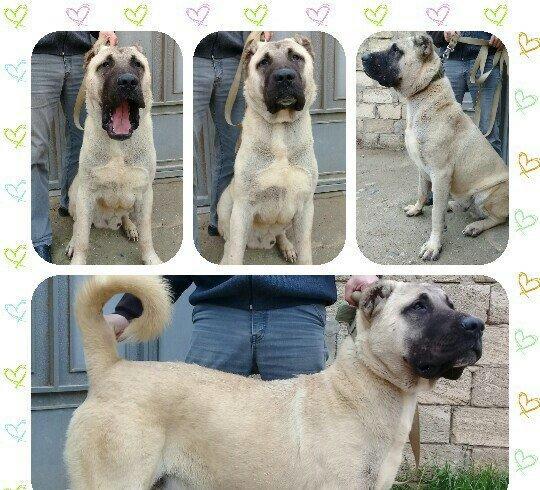 Bu itlar cins itlardir. Hamisi satilir. Atrafli zang edin. Va ya whats