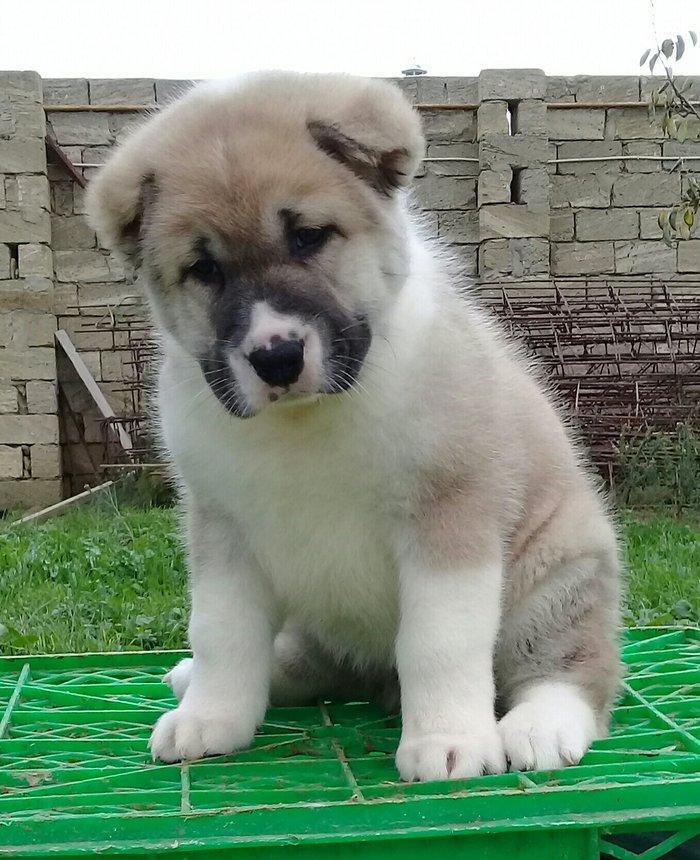 Bu itlar cins itlardir. Hamisi satilir. Atrafli zang edin. Va ya whats