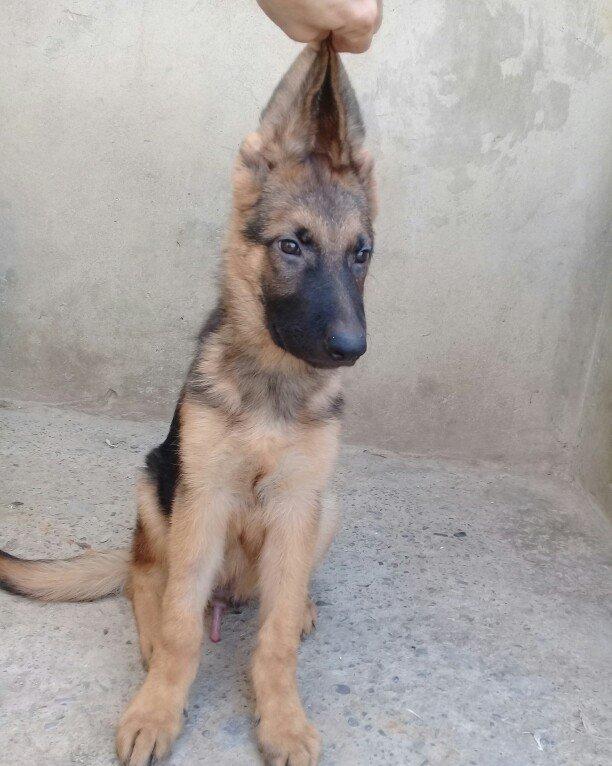 Bu itlar cins itlardir. Hamisi satilir. Atrafli zang edin. Va ya whats