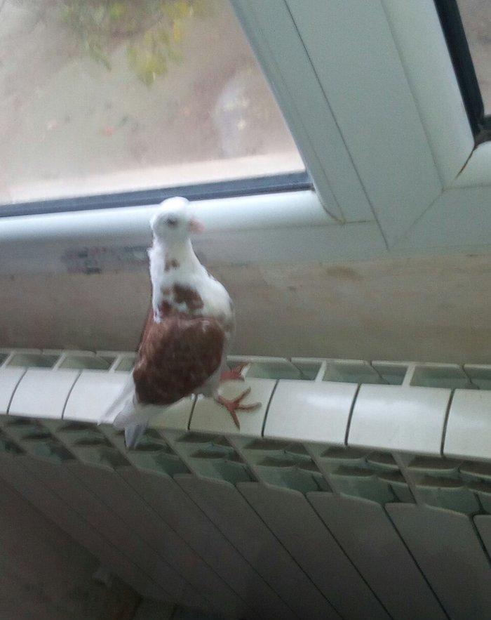 kitayski çayka tek 12-azn paqonnu çillər razilaşma yoluyla satilir 0