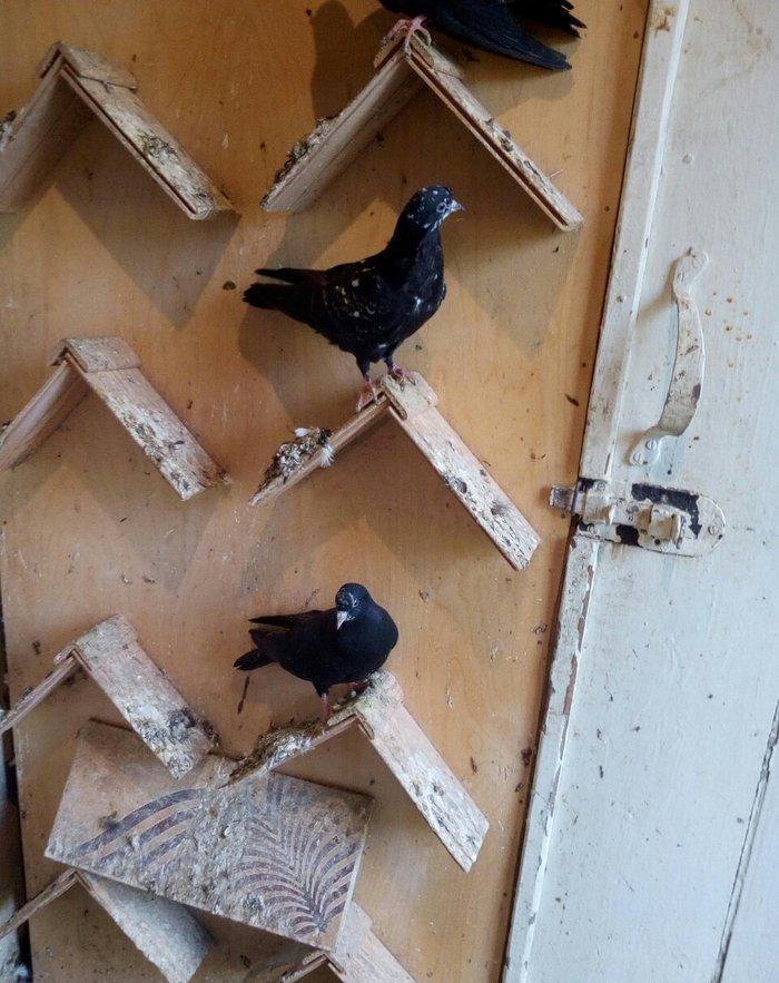 kitayski çayka tek 12-azn paqonnu çillər razilaşma yoluyla satilir 0