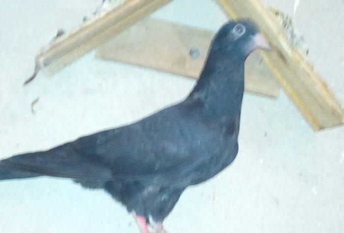 kitayski çayka tek 12-azn paqonnu çillər razilaşma yoluyla satilir 0