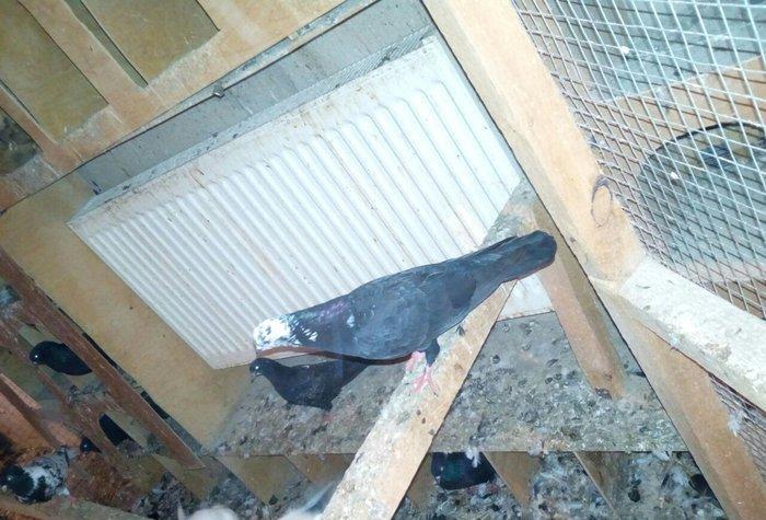 kitayski çayka tek 12-azn paqonnu çillər razilaşma yoluyla satilir 0