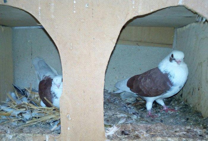 kitayski çayka tek 12-azn paqonnu çillər razilaşma yoluyla satilir 0