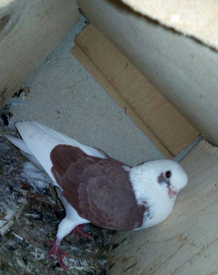 kitayski çayka tek 12-azn paqonnu çillər razilaşma yoluyla satilir 0