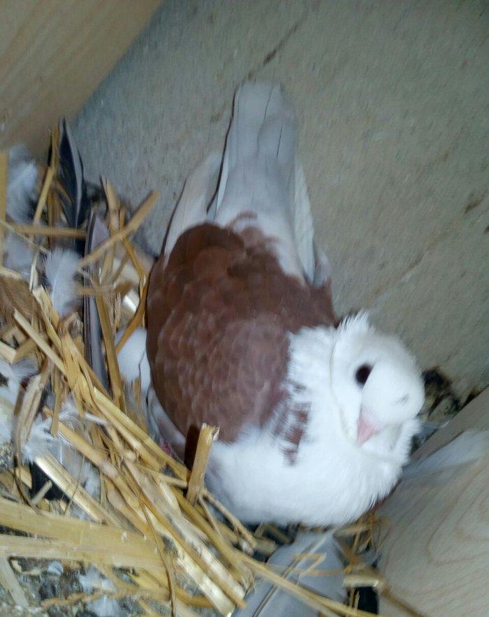 kitayski çayka tek 12-azn paqonnu çillər razilaşma yoluyla satilir 0