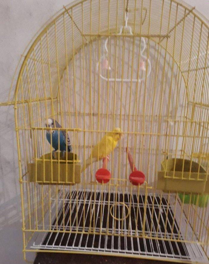 Iki papuqay biri erkek biri dishi. Hec gormediyiniz qeder gozel 2