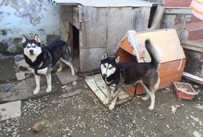 Salam temiz xaski balaları satlır 45 günlük qurd dermanı verlib 1 ci p