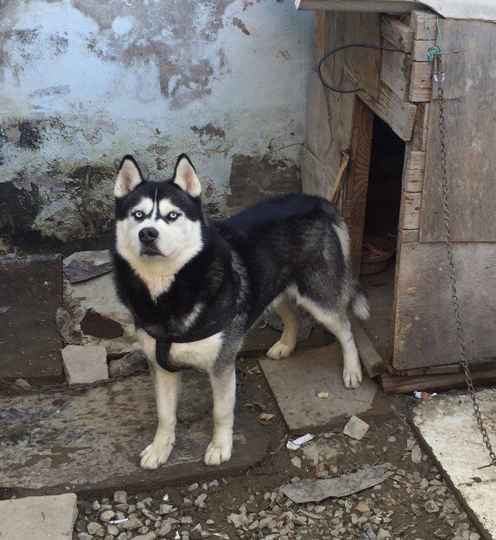 Salam temiz xaski balaları satlır 45 günlük qurd dermanı verlib 1 ci p