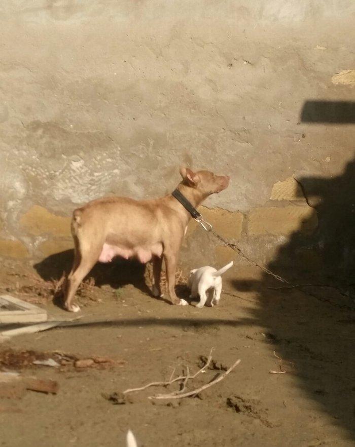 Pitbull Red Nose satlir 1 yas 7 ayligdir bir qarin bala verib birinci